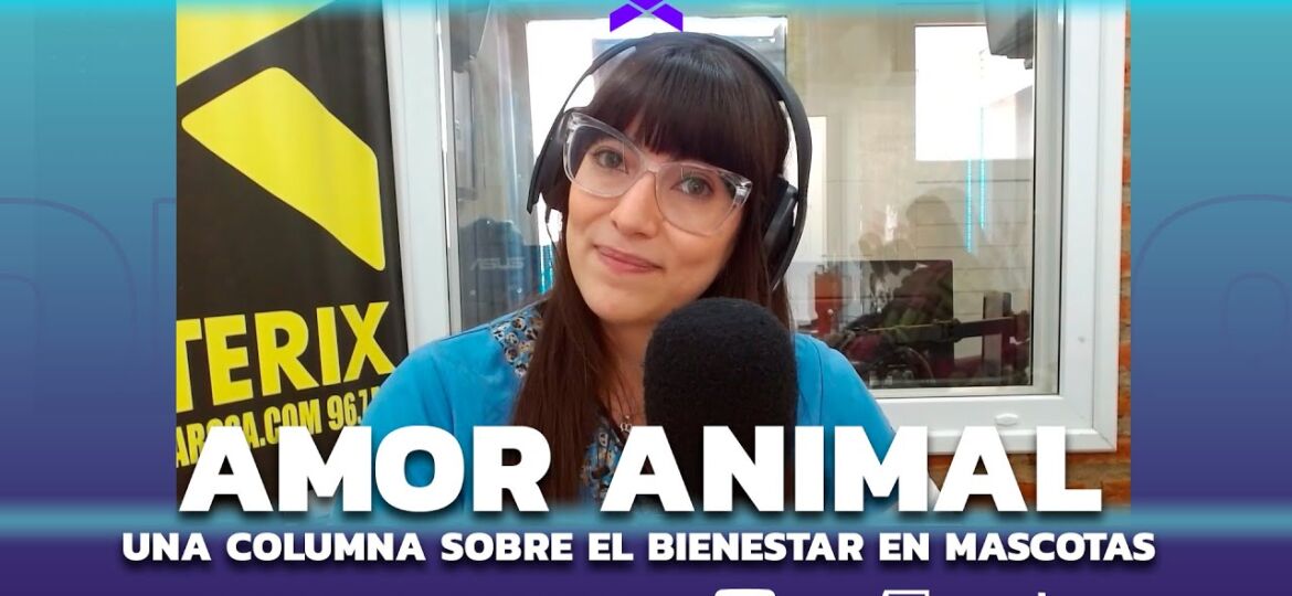 AMO ANIMAL SD