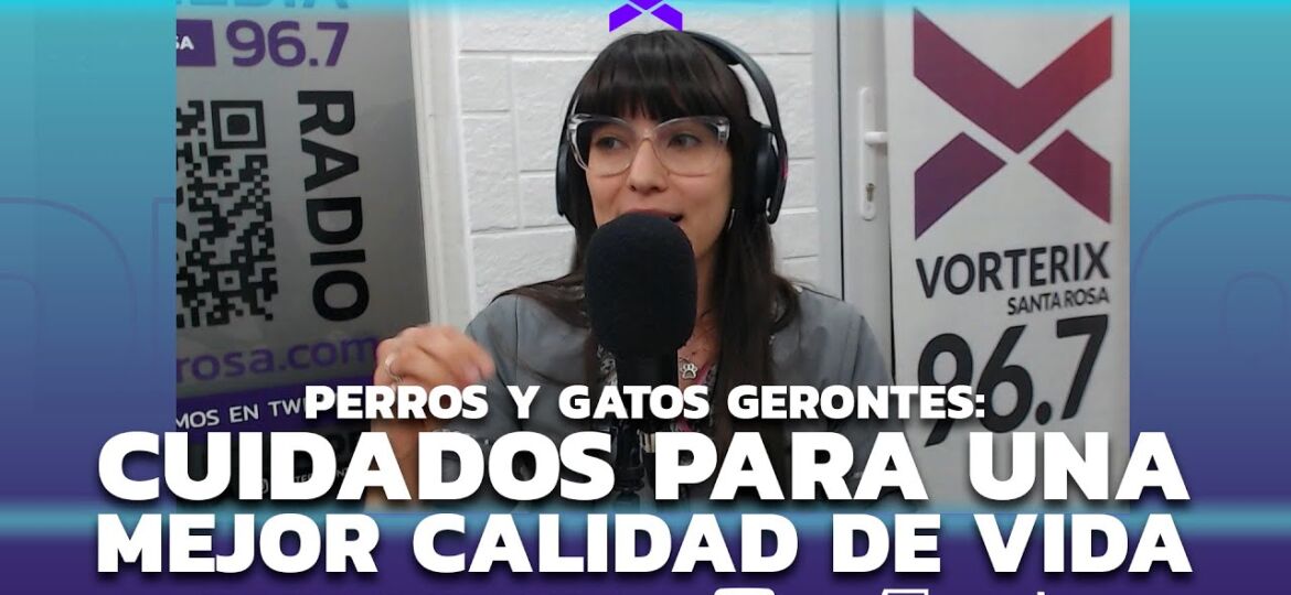 sin destino amor animal perros gerontes